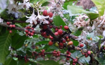 Harga Kopi Naik, Petani di Mojokerto Ketiban Berkah Biji kopi areal perkebunan di Rejosari, Jatirejo, Mojokerto. IM.com/Erix/