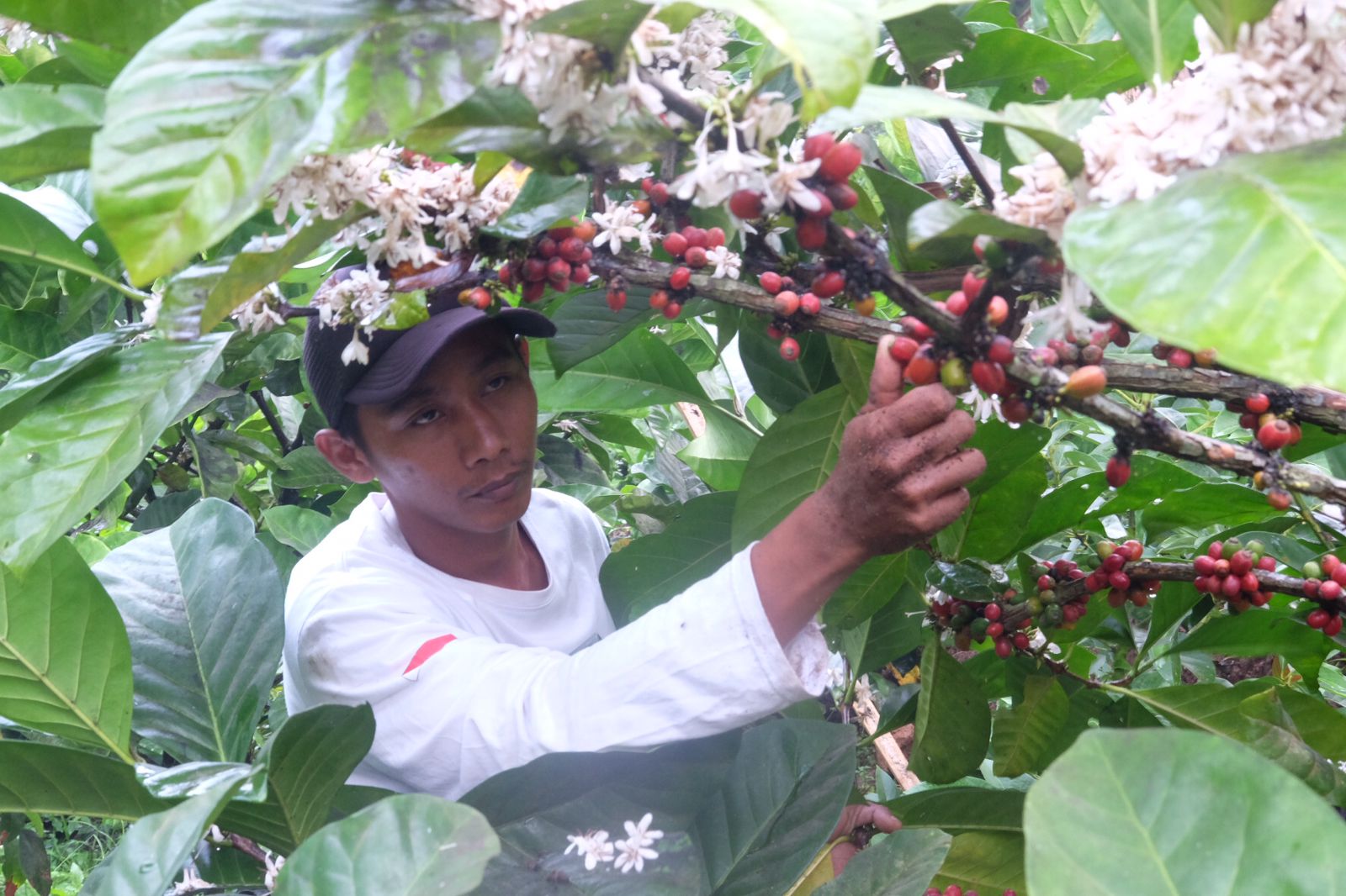 Sucipto memetik biji kopi di Rejosari, Jatirejo, Mojokerto. IM.com/Erix/