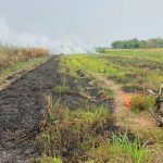 Lokasi lahan tebu yang menewaskan kakek 82 tahun di Kemlagi, Kabupaten Mojokerto.