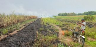 Lokasi lahan tebu yang menewaskan kakek 82 tahun di Kemlagi, Kabupaten Mojokerto.