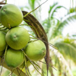 KOLTIVA Gabung Sustainable Coconut Partnership