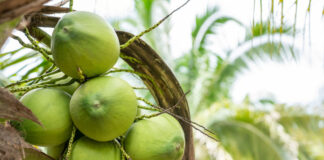 KOLTIVA Gabung Sustainable Coconut Partnership