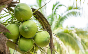 KOLTIVA Gabung Sustainable Coconut Partnership