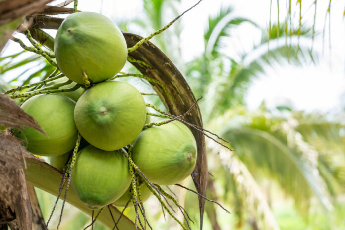 KOLTIVA Gabung Sustainable Coconut Partnership