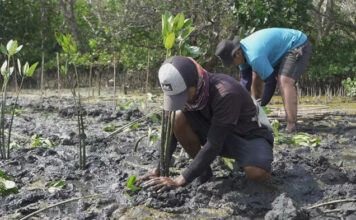 Dukung Strategi Keuangan Berkelanjutan Perusahaan, LindungiHutan Punya Program Mangrove Capital