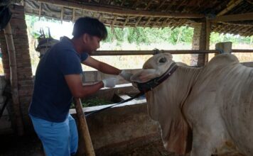 Angka Kematian Sapi Ternak Akibat PMK Melonjak di Mojokerto, Disperta Gelontor Obat ke Setiap Kecamatan
