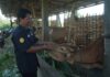Salah satu inseminator Mojokerto, Kaswaji./IM.com/Karimatul Maslahah/