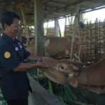 Salah satu inseminator Mojokerto, Kaswaji./IM.com/Karimatul Maslahah/