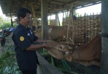 Salah satu inseminator Mojokerto, Kaswaji./IM.com/Karimatul Maslahah/