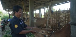 Salah satu inseminator Mojokerto, Kaswaji./IM.com/Karimatul Maslahah/