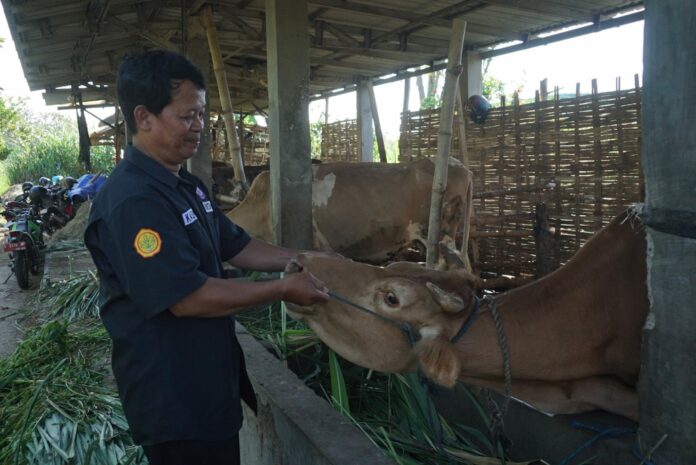 Salah satu inseminator Mojokerto, Kaswaji./IM.com/Karimatul Maslahah/