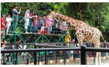 Libur Nataru 2026 Dongkrak Wisata Keluarga, Padusan Pacet Tembus 4.600 Pengunjung, KBS Diserbu 50 Ribu Orang