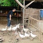 Dukung Ketahanan Pangan, Polsek Sooko Kembangkan Ternak Mentok