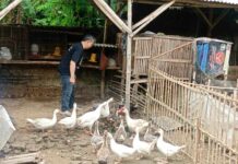 Dukung Ketahanan Pangan, Polsek Sooko Kembangkan Ternak Mentok