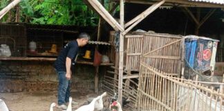 Dukung Ketahanan Pangan, Polsek Sooko Kembangkan Ternak Mentok