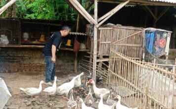 Dukung Ketahanan Pangan, Polsek Sooko Kembangkan Ternak Mentok