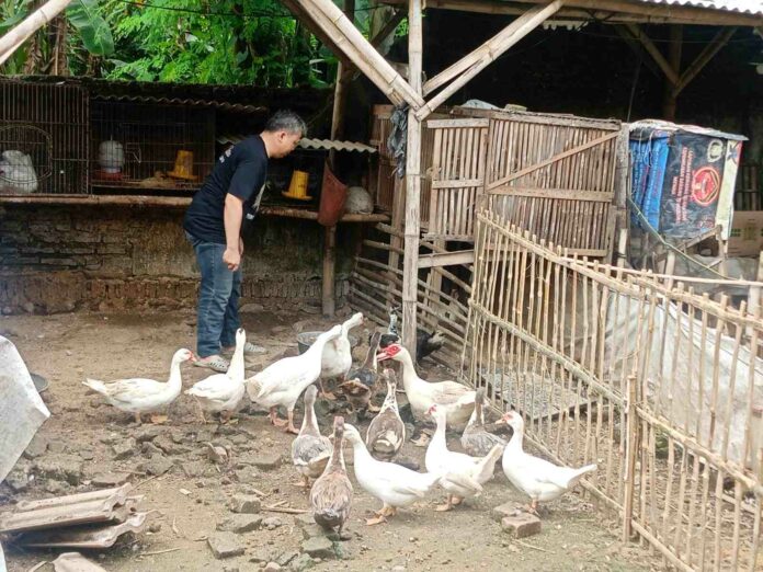 memanfaatkan lahan kosong di belakang Mapolsek