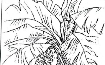 Dapatkah Semak yang Indah Memuaskan Laparmu?