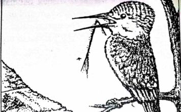 Burung Pekakak yang Egois