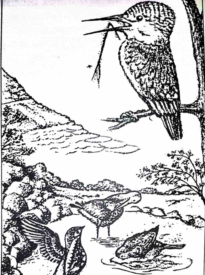 Beberapa burung pekakak datang untuk makan, seperti halnya mereka yang bertengger di semak-semak dekat sebuah kolam. Kapan pun mereka melihat ikan, mereka menyelam dan mematuk ikan itu.