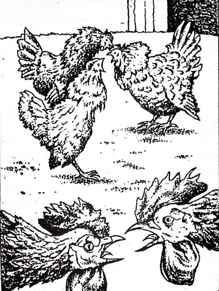 Manusia seperti ayam-ayam itu, selalu mematuk satu sama lain dan mulai bertarung.