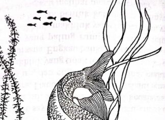 Ikan yang Keningnya Bercahaya