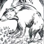 Beruang-Beruang di Gua