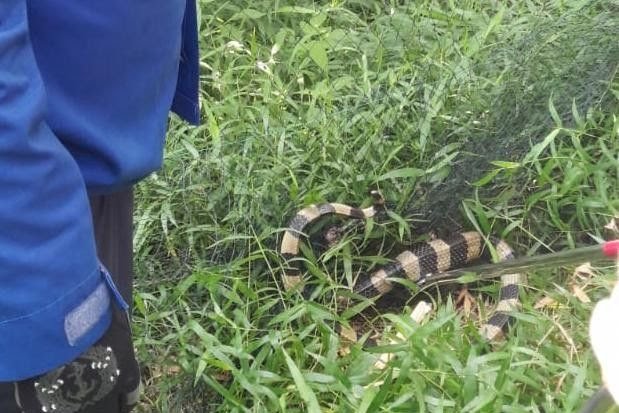 Petugas Damkar BPBD Kabupaten Mojokerto ketika mengamankan ular weling.