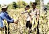 Polsek Dawarblandong Kawal Penyerapan Jagung ke Bulog, Petani Desa Suru Sambut Antusias