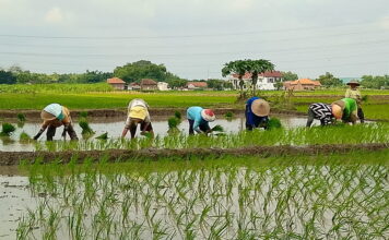 Ironi Desa Mandiri: Mandiri di Atas Kertas, Warga Masih Dibayangi Kemiskinan