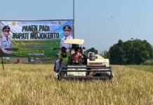 Panen Raya di Trowulan, Mojokerto Gelontorkan Bantuan Rp5,4 Miliar untuk Perkuat Ketahanan Pangan