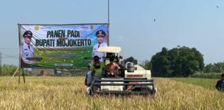 Panen Raya di Trowulan, Mojokerto Gelontorkan Bantuan Rp5,4 Miliar untuk Perkuat Ketahanan Pangan