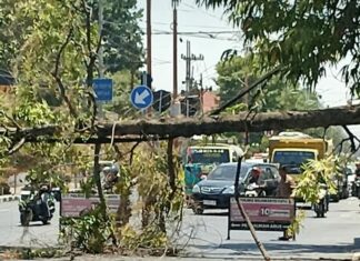 Angin Kencang Picu Pohon Asoka Tumbang di Jalan Jayanegara Mojokerto, Nyaris Timpa Pengendara