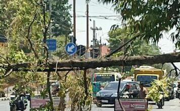 Angin Kencang Picu Pohon Asoka Tumbang di Jalan Jayanegara Mojokerto, Nyaris Timpa Pengendara