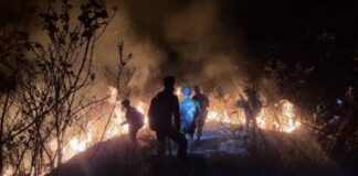 Kebakaran Hutan Anjasmoro Mojokerto Hanguskan 170,39 Hektare, Bukit Cendono Ditutup