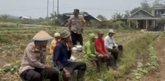 Kapolsek Pacet Ajak Petani Perkuat Ketahanan Pangan, Apresiasi Hasil Panen Ubi